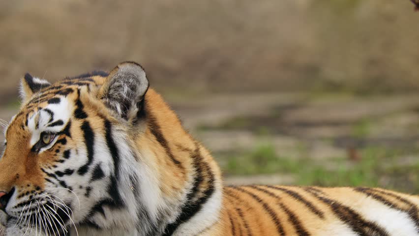Siberian tiger (Panthera tigris altaica) couple, two big cats interaction