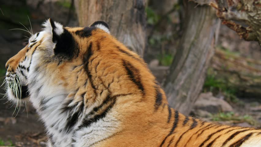 Siberian tiger (Panthera tigris altaica) couple, two big cats interaction