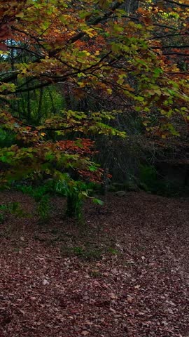 Beautiful Autum Forest. Colorful Tree Leaves. Vertical Video