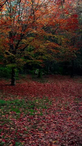 Beautiful Autum Forest. Colorful Tree Leaves. Vertical Video
