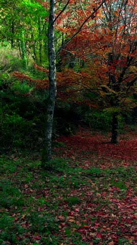 Beautiful Autum Forest. Colorful Tree Leaves. Vertical Video