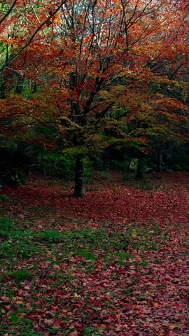 Beautiful Autum Forest. Colorful Tree Leaves. Vertical Video