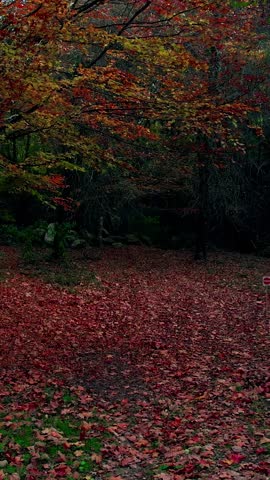 Beautiful Autum Forest. Colorful Tree Leaves. Vertical Video