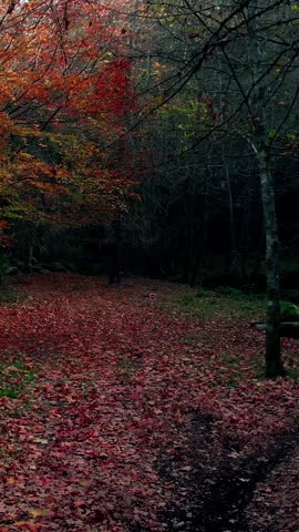 Beautiful Autum Forest. Colorful Tree Leaves. Vertical Video