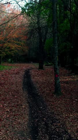 Beautiful Autum Forest. Colorful Tree Leaves. Vertical Video