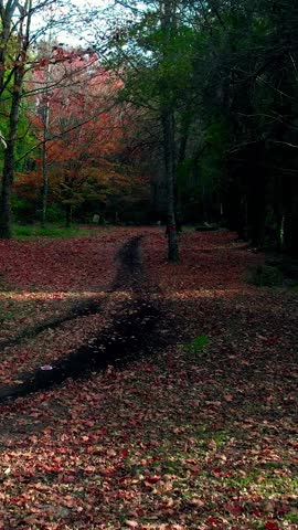 Beautiful Autum Forest. Colorful Tree Leaves. Vertical Video