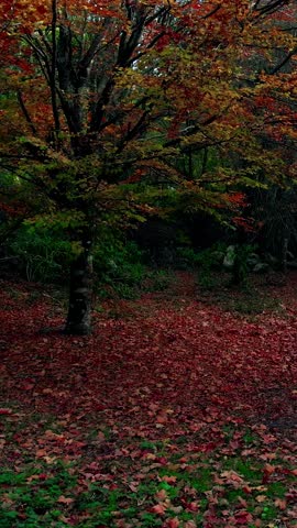 Beautiful Autum Forest. Colorful Tree Leaves. Vertical Video
