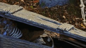 Human skeleton in wooden coffin. Cemetery and skeleton in the ground close up. Human remains, skull, ribs and hands bones of skeleton in the ground tomb. - Powered by Shutterstock - Get 15% off with code: PIKWIZARD15