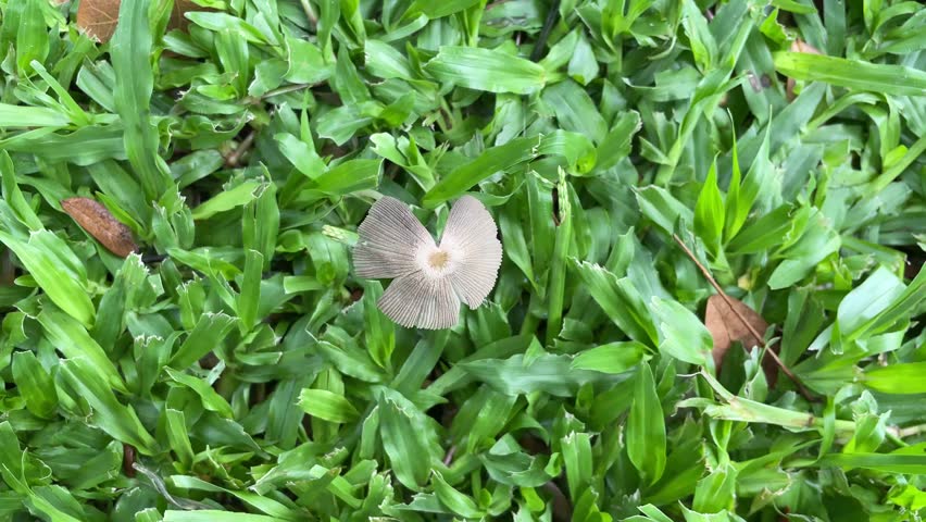 wild mushrooms grow among the green grass