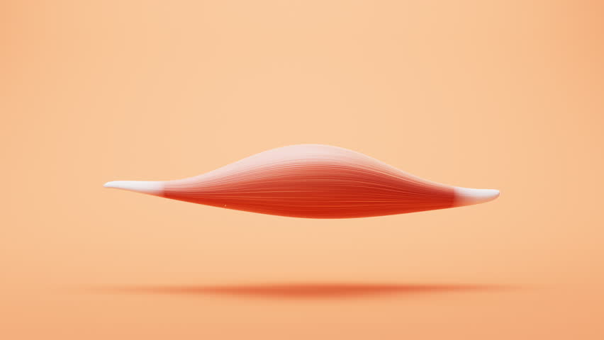 Muscle structure, medical concept visualization, 3d rendering. Motion graphic.