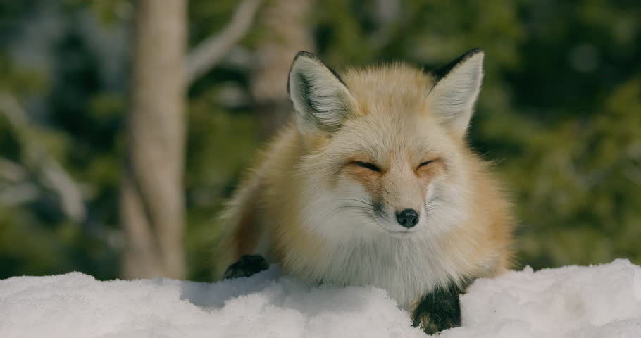 Fox in wild during winter snow
