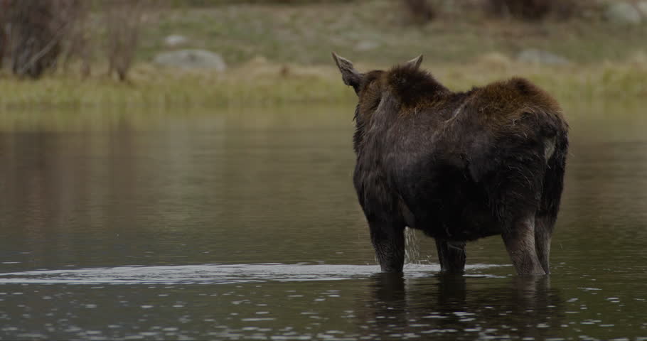 Wild Moose in lake drinking water
