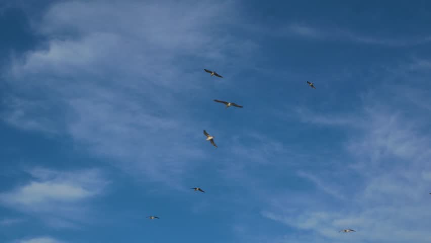 Seagulls flying over the sea on sunset with cloudy sky