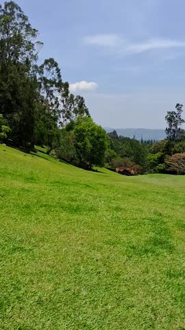 A relaxed view of the blue sky, the trees, and the green grass of the hill in the botanical garden at noon.