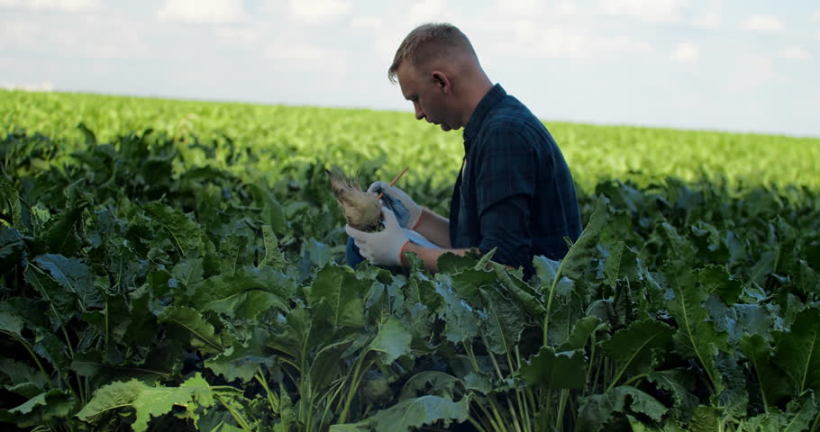 A diligent farmer is carefully harvesting ripe crops in a vibrant green vegetable field beneath a clear blue sky
