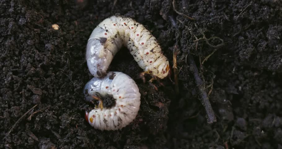 Close-Up of Grub Worms in Soil