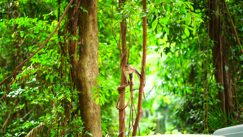 beautifu a l monkey slow  motion video