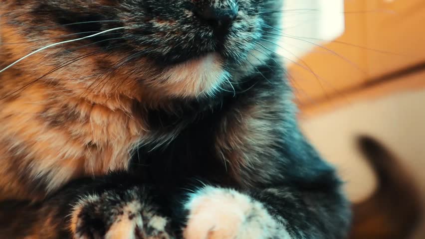Tricolour black and red cat lying on a window sill. Cat's muzzle, paws and moustache, wiskers close up. Feline animal, pet indoors relaxing on sofa. 