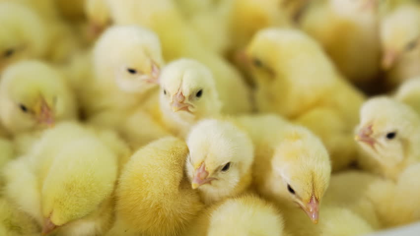 Group of adorable yellow chicks looking the same bunching together. Growing up poultry at the farm.