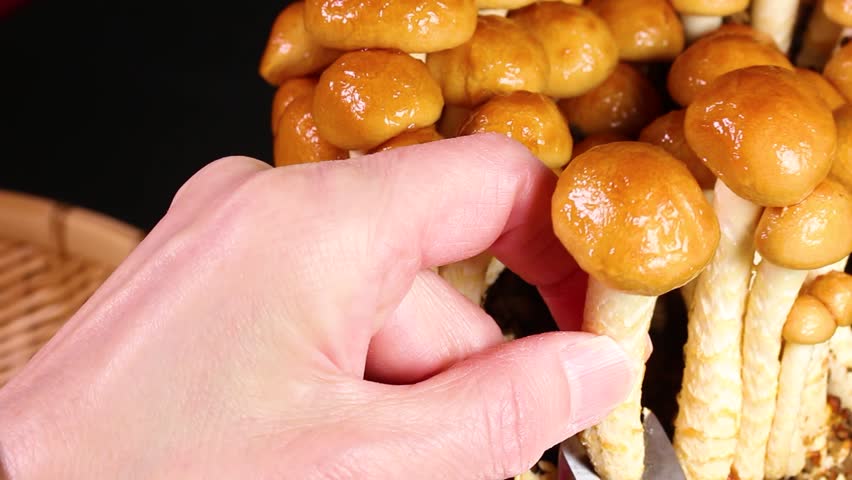 Harvesting home grown nameko mushrooms