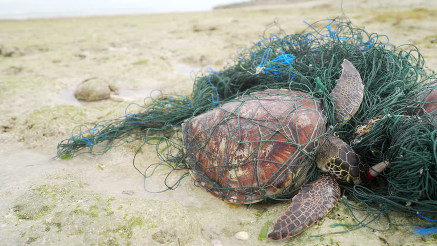 An green sea turtle, chelonia mydas, in a discarded fishing net on rocky shores of Indonesia, marine animal conservation concept