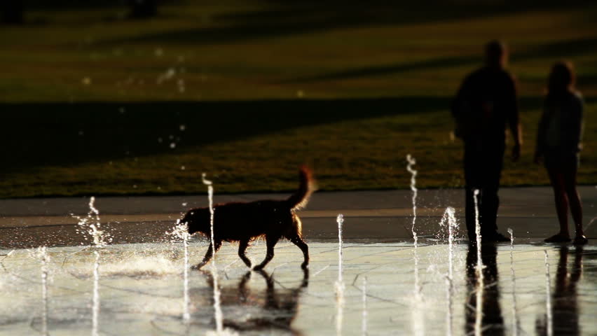 Golden Retriever dog plays in public water fountain, in Denver's City Park. HD