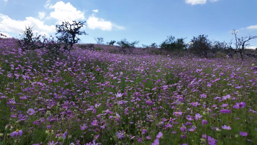 Vibrant wildflower bloom at hillside location during sunny day