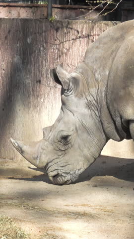 Close up of a single Northern White Rhino or Ceratotherium simum cottoni. Vertical footage