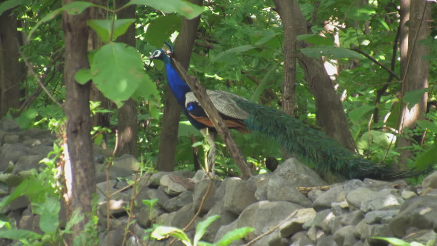 an Indian Peacock or peafowl or Pavo cristatus in the wild. Peacock moving in its natural habitat forest Hd footage.