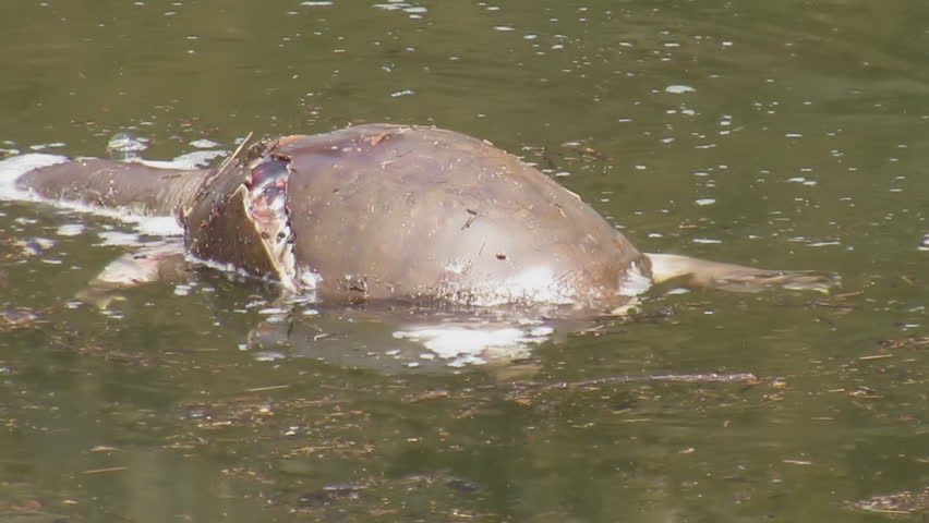 Close-up shot of a dead Testudines - Turtle in a pond floating on the water's surface, HD footage.