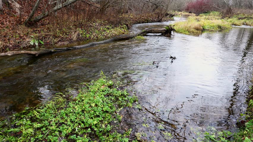 A calm forest river with a calm flow in late autumn flows towards the viewer, the riverbed and fallen trees are visible, water plants, cloudy weather before rain, slow motion effect
