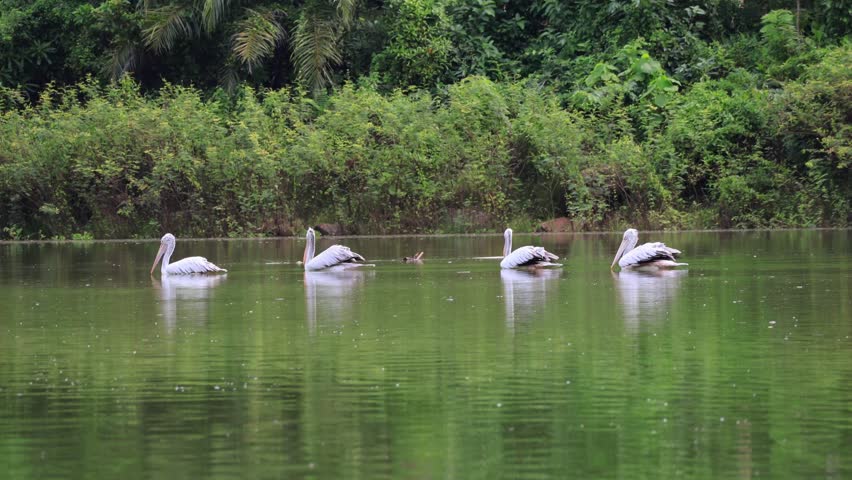Footage of a Pod of Spot-billed Pelican or Gray Pelican Swimming on the Mountain Lake
