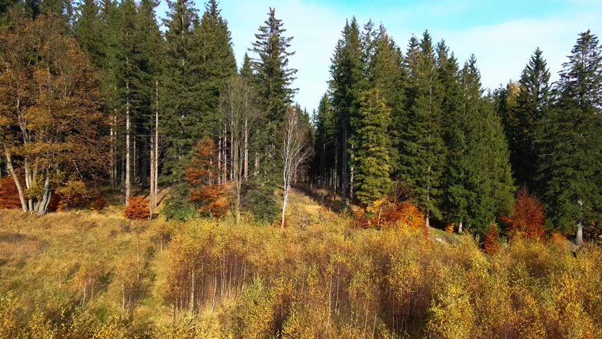 Aerial: Drone Downward Beautyful Shot Of Autumn Trees By Mountains In National Park - Aspen, Colorado