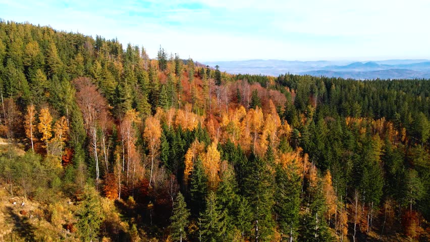 Aerial: Drone Downward Beautyful Shot Of Autumn Trees By Mountains In National Park - Aspen, Colorado