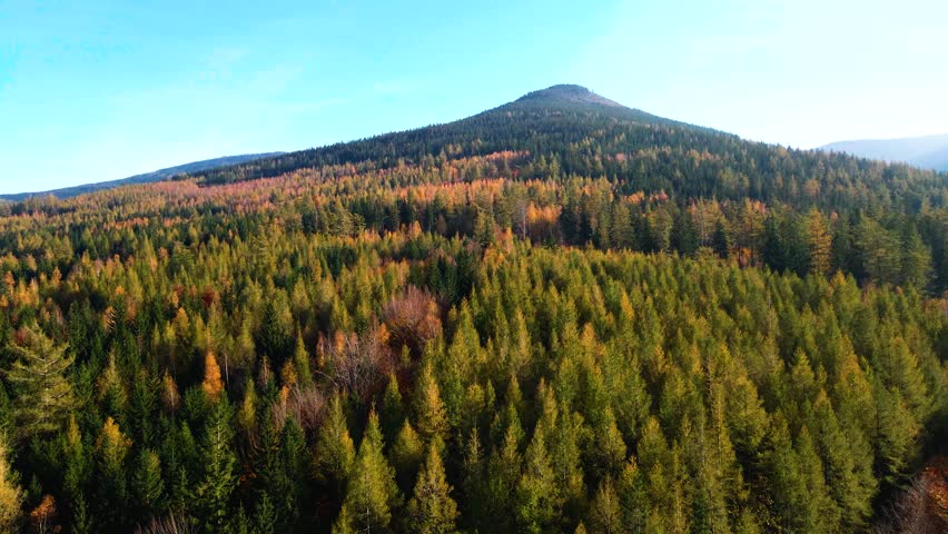 Aerial: Drone Downward Beautyful Shot Of Autumn Trees By Mountains In National Park - Aspen, Colorado