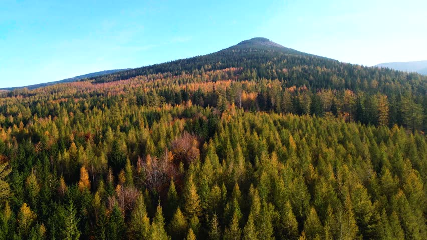 Aerial: Drone Downward Beautyful Shot Of Autumn Trees By Mountains In National Park - Aspen, Colorado
