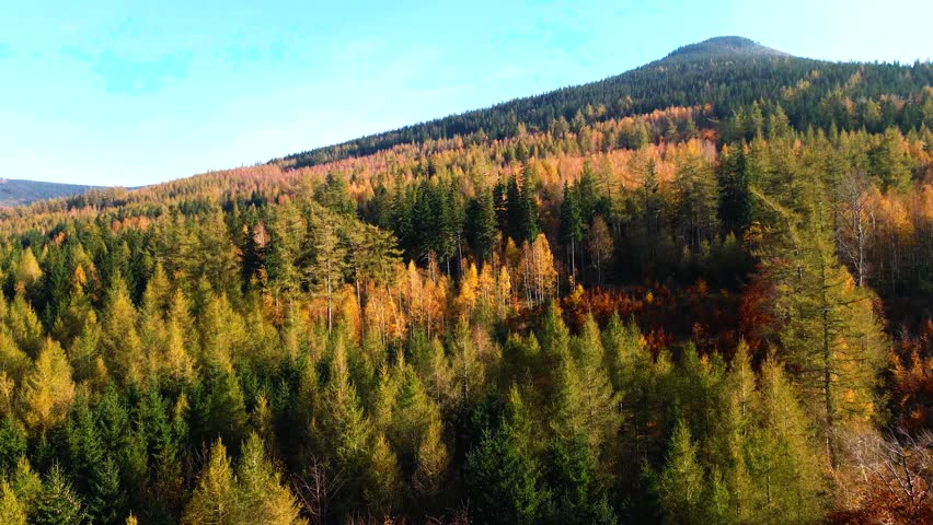 Aerial: Drone Downward Beautyful Shot Of Autumn Trees By Mountains In National Park - Aspen, Colorado