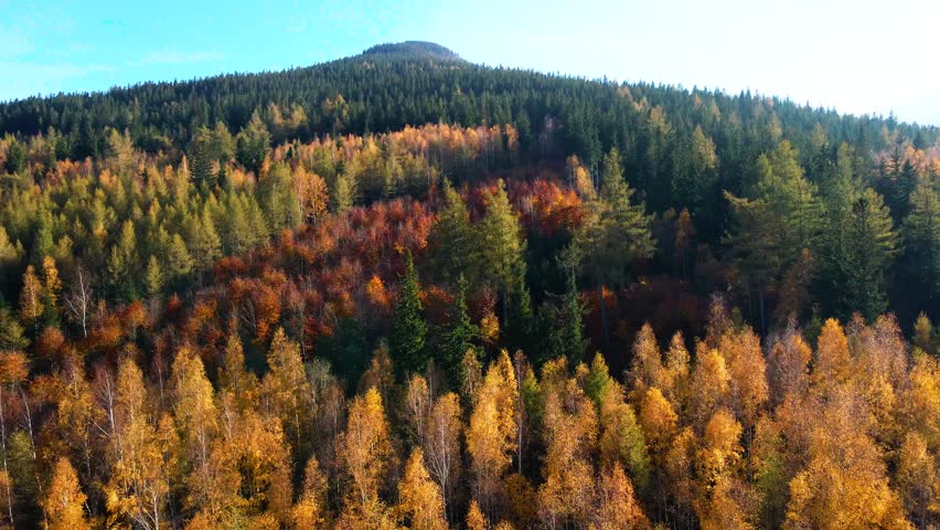 Aerial: Drone Downward Beautyful Shot Of Autumn Trees By Mountains In National Park - Aspen, Colorado