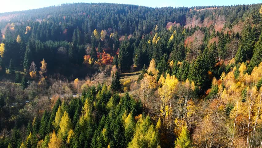Aerial: Drone Downward Beautyful Shot Of Autumn Trees By Mountains In National Park - Aspen, Colorado