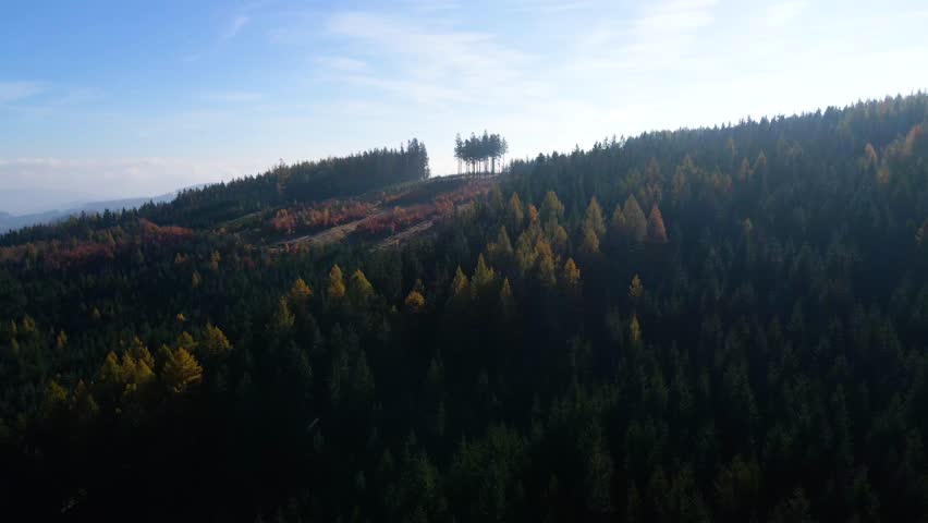 Aerial: Drone Downward Beautyful Shot Of Autumn Trees By Mountains In National Park - Aspen, Colorado