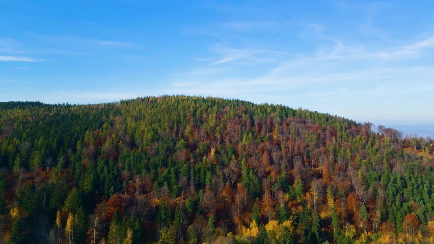 Aerial: Drone Downward Beautyful Shot Of Autumn Trees By Mountains In National Park - Aspen, Colorado