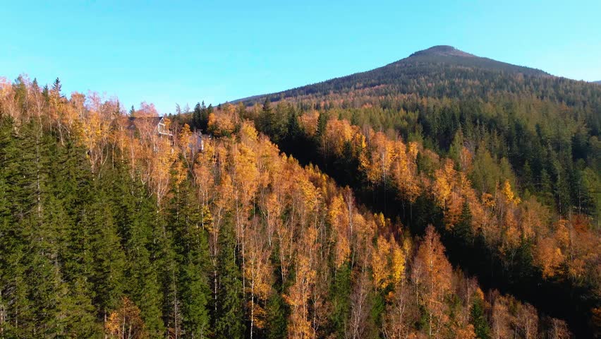 Aerial: Drone Downward Beautyful Shot Of Autumn Trees By Mountains In National Park - Aspen, Colorado