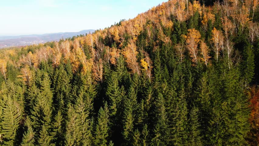 Aerial: Drone Downward Beautyful Shot Of Autumn Trees By Mountains In National Park - Aspen, Colorado
