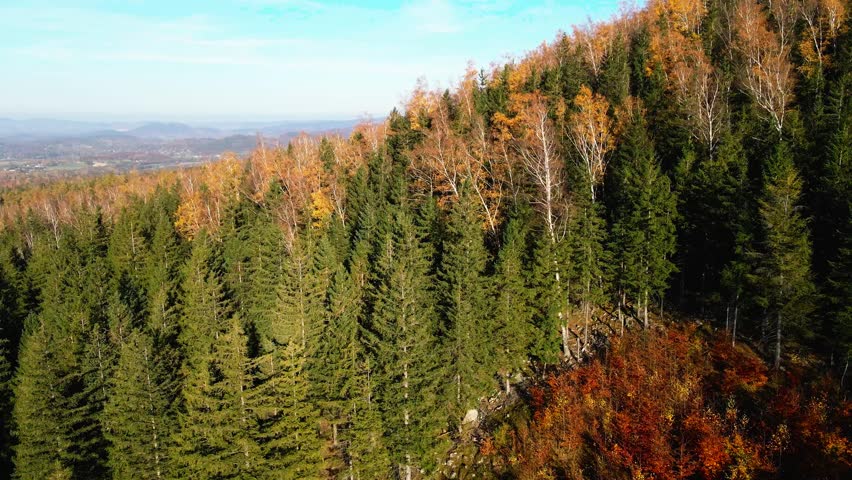 Aerial: Drone Downward Beautyful Shot Of Autumn Trees By Mountains In National Park - Aspen, Colorado