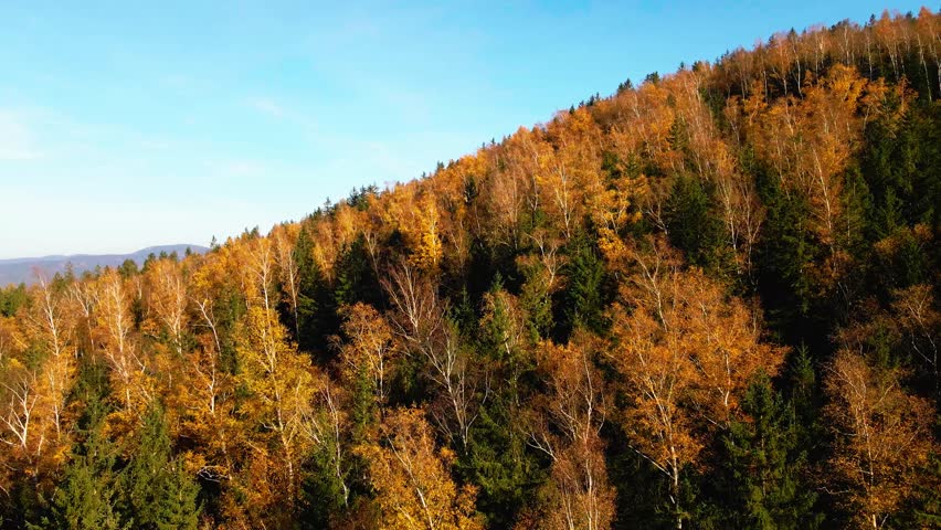 Aerial: Drone Downward Beautyful Shot Of Autumn Trees By Mountains In National Park - Aspen, Colorado
