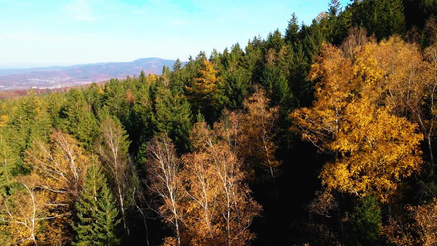 Aerial: Drone Downward Beautyful Shot Of Autumn Trees By Mountains In National Park - Aspen, Colorado