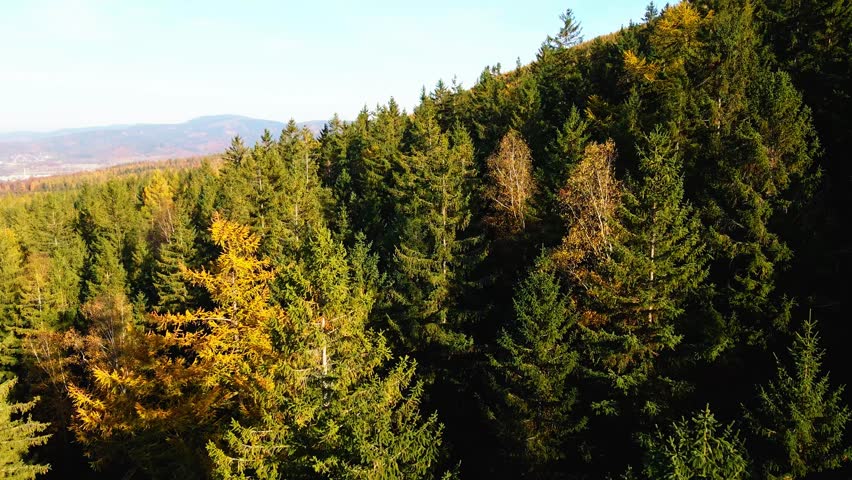 Aerial: Drone Downward Beautyful Shot Of Autumn Trees By Mountains In National Park - Aspen, Colorado