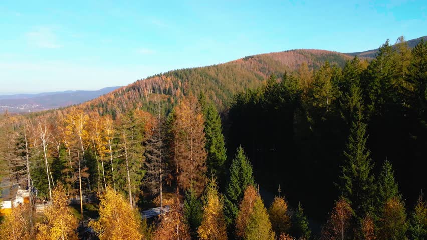 Aerial: Drone Downward Beautyful Shot Of Autumn Trees By Mountains In National Park - Aspen, Colorado