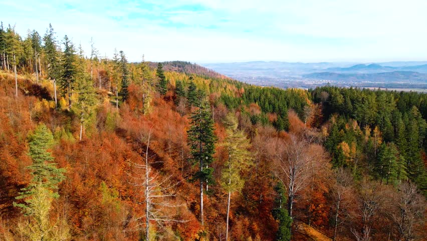 Aerial: Drone Downward Beautyful Shot Of Autumn Trees By Mountains In National Park - Aspen, Colorado