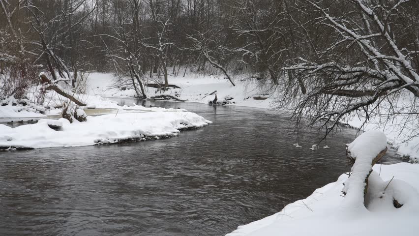 A tranquil winter scene featuring a river bend surrounded by snow-covered trees and banks. Mallards float peacefully on the water, adding life to the serene, snowy landscape.